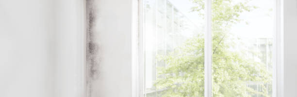 Best Biohazard Mold Removal  in Kinston, NC