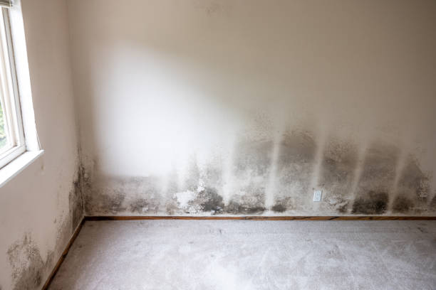 Best Mold Remediation for Healthcare Facilities  in Kinston, NC